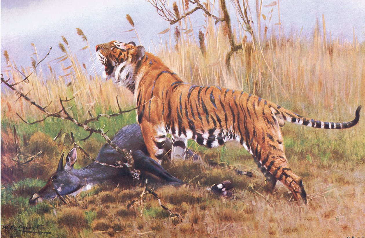 Tiger, from Wildlife of the World by Wilhelm Kuhnert