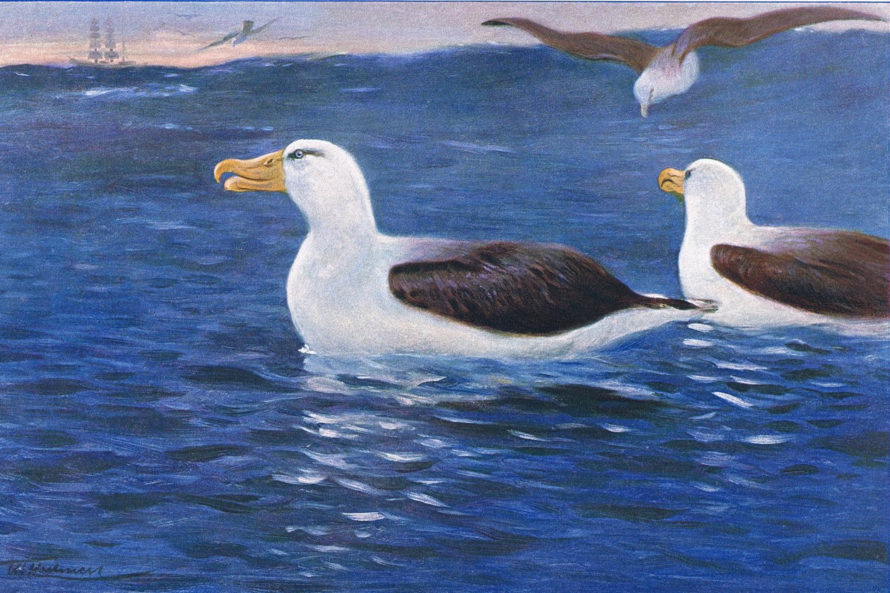 Albatross, illustration from Wildlife of the World, c.1910 by Wilhelm Kuhnert