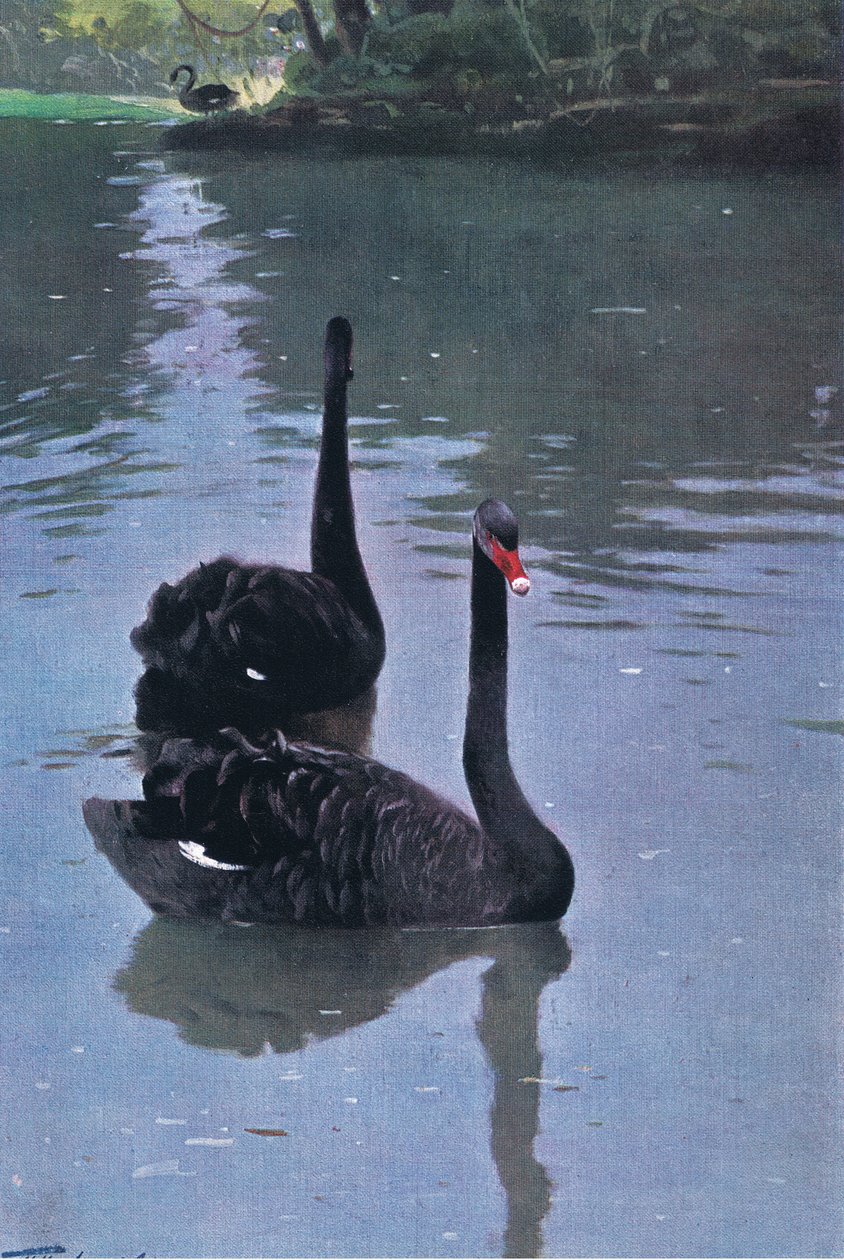 Black Swan, illustration from Wildlife of the World, c.1910 by Wilhelm Kuhnert