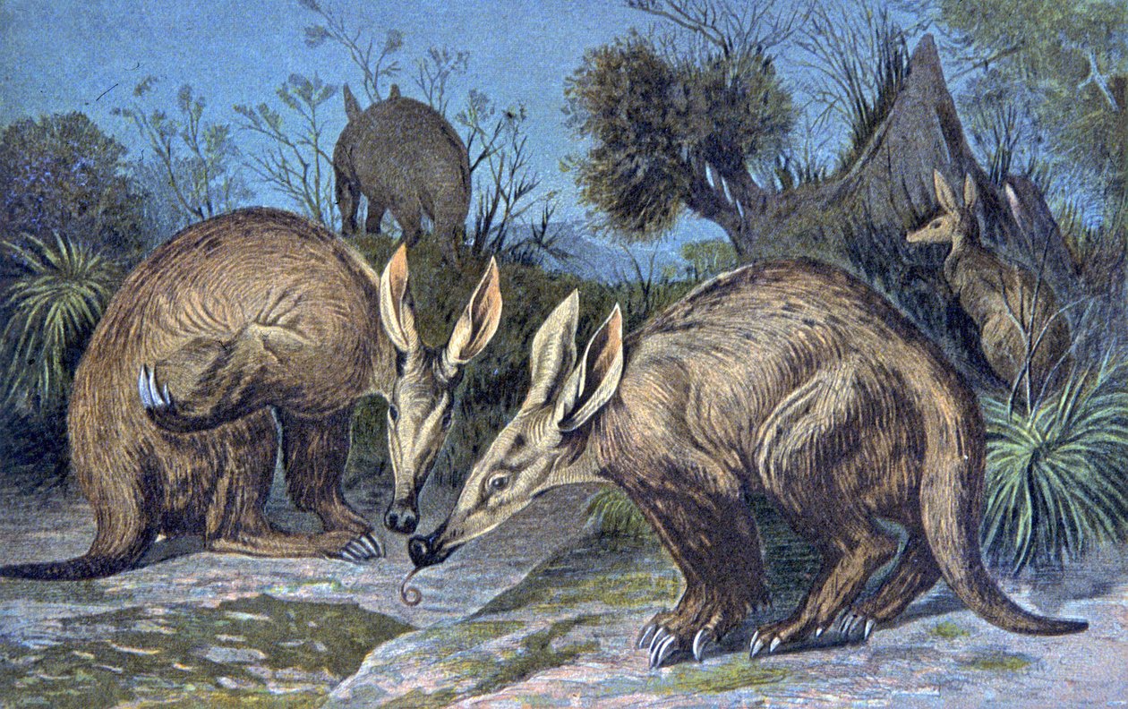 Cape Aardvark, Earthen Pig by Wilhelm Kuhnert