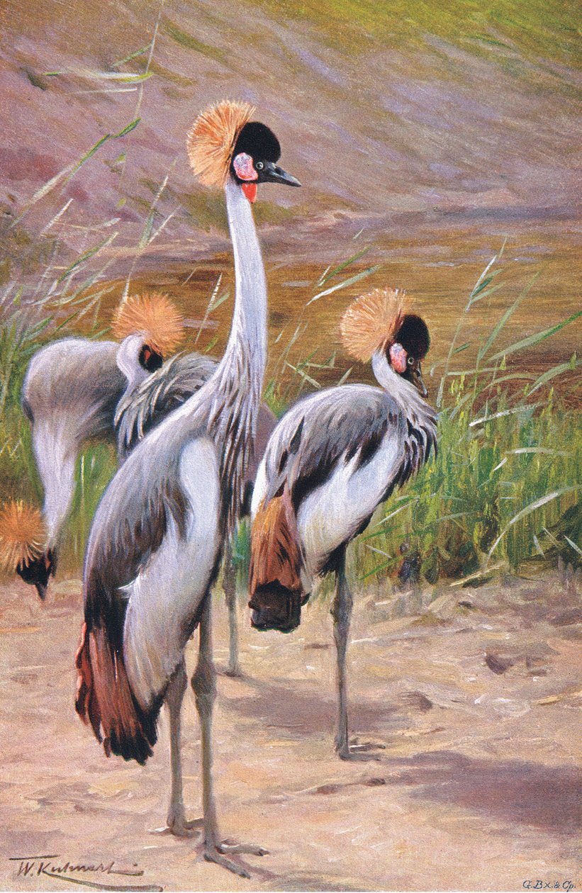 Crowned Crane, illustration from Wildlife of the World, c.1910 by Wilhelm Kuhnert