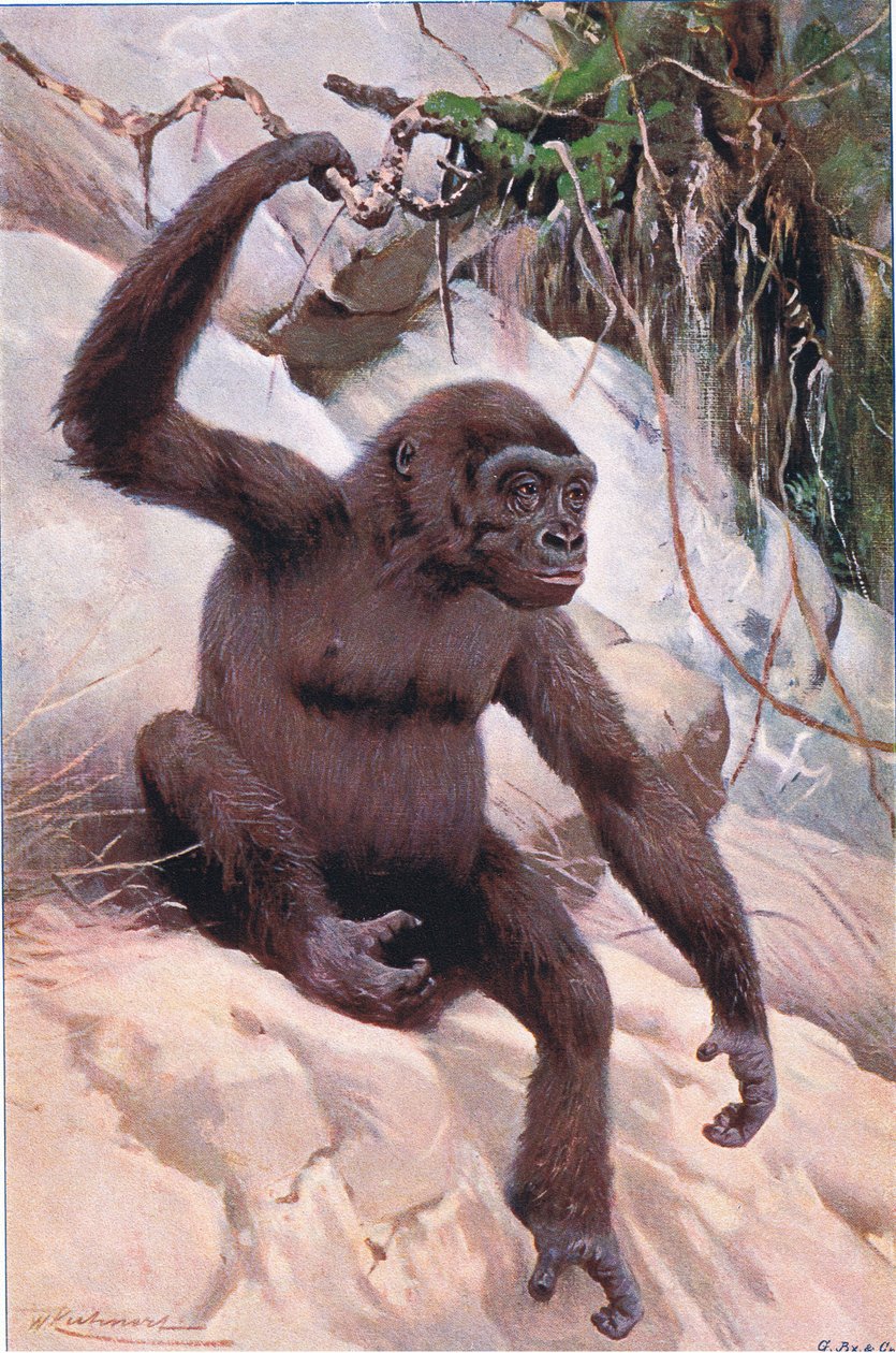 Gorilla, illustration from Wildlife of the World by Wilhelm Kuhnert