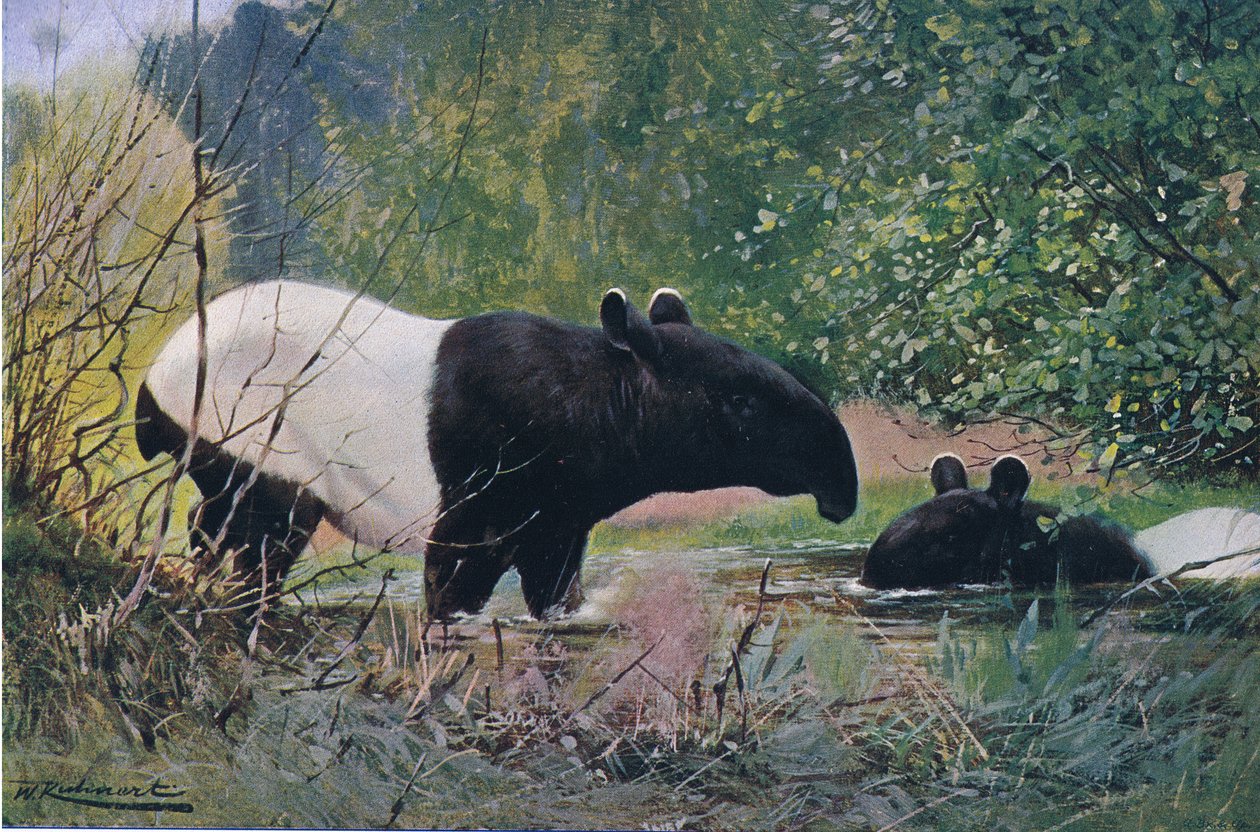 Indian Tapir by Wilhelm Kuhnert