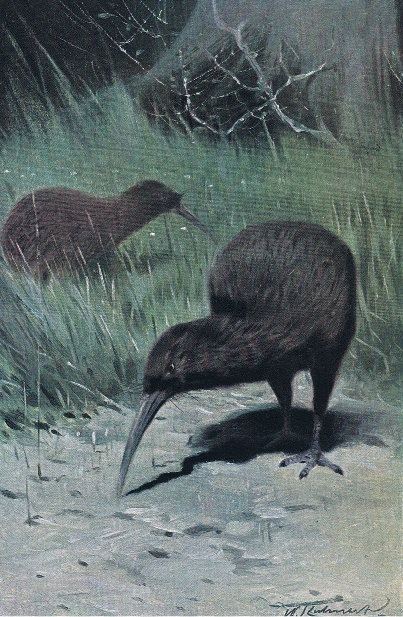 Kiwi, illustration from Wildlife of the World, c.1910 by Wilhelm Kuhnert