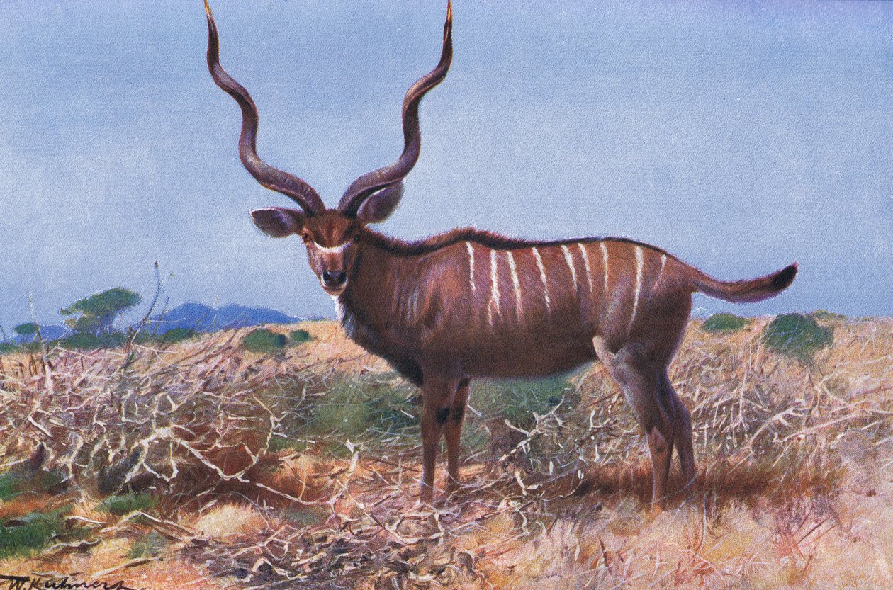 Kudu, illustration from Wildlife of the World, c.1910 by Wilhelm Kuhnert