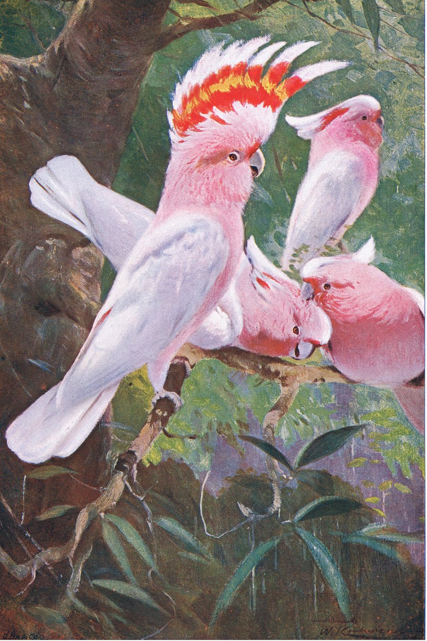 Leadbeater