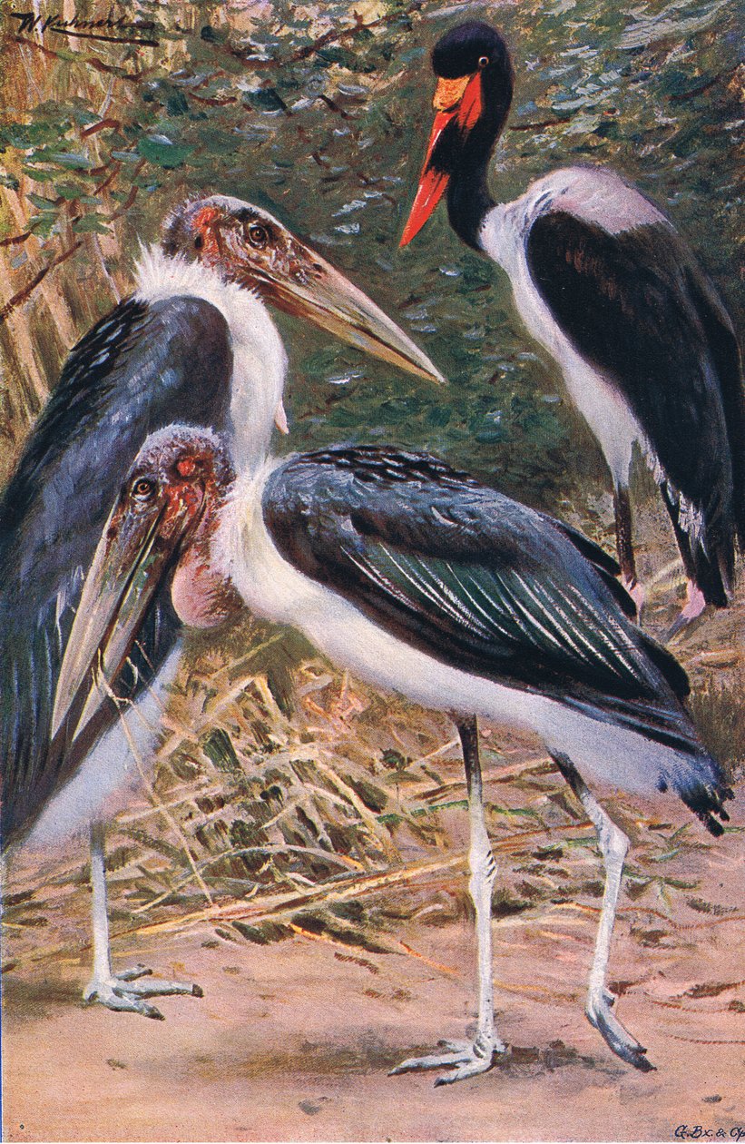 Marabou and Jabiru, illustration from Wildlife of the World, c.1910 by Wilhelm Kuhnert