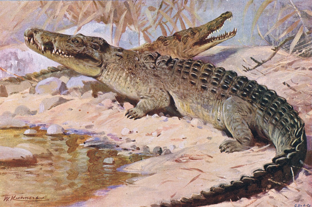 Nile Crocodile, illustration from Wildlife of the World by Wilhelm Kuhnert