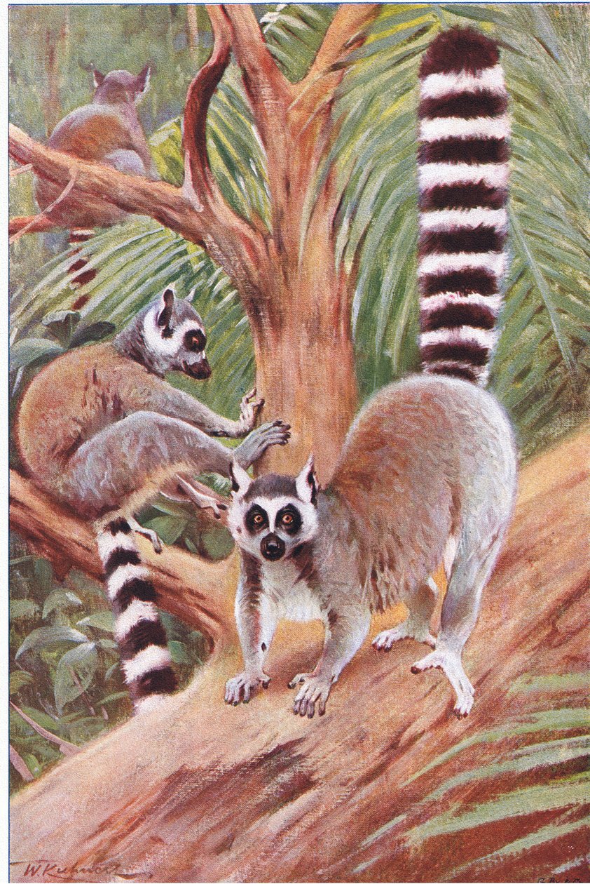 Ring Tail Lemur, illustration from Wildlife of the World, c.1910 by Wilhelm Kuhnert
