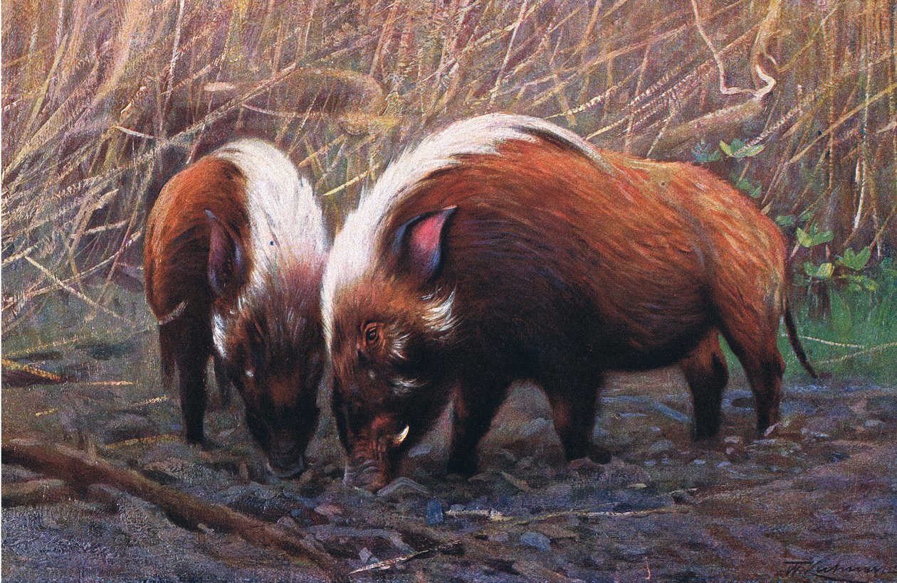River Hog, illustration from Wildlife of the World, c.1910 by Wilhelm Kuhnert