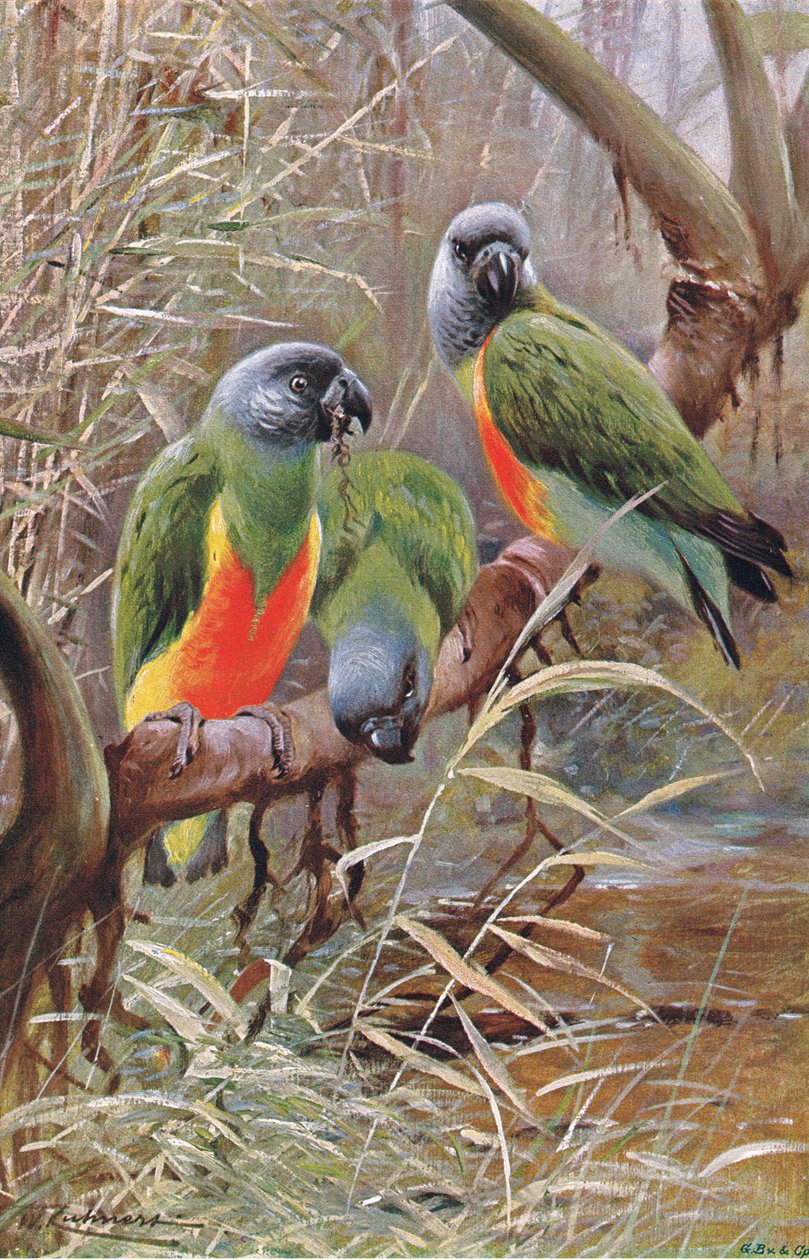 Senegal Parrot, illustration from Wildlife of the World, c.1910 by Wilhelm Kuhnert
