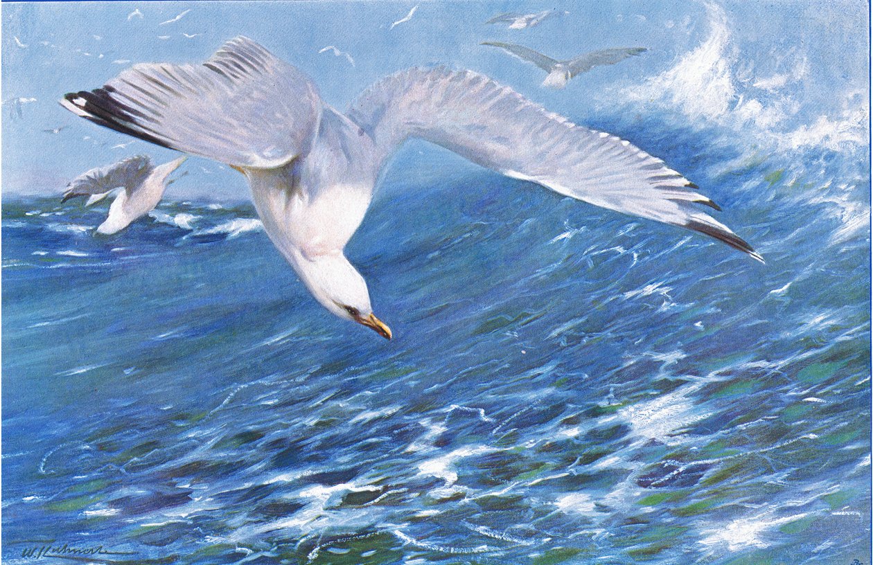 Silver Gull by Wilhelm Kuhnert