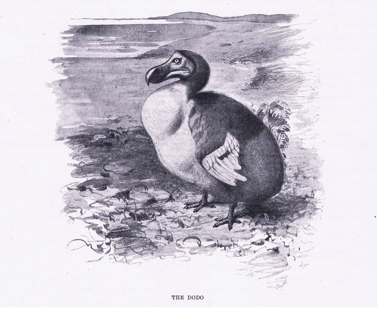 The Dodo, illustration from Wildlife of the World, c.1910 by Wilhelm Kuhnert