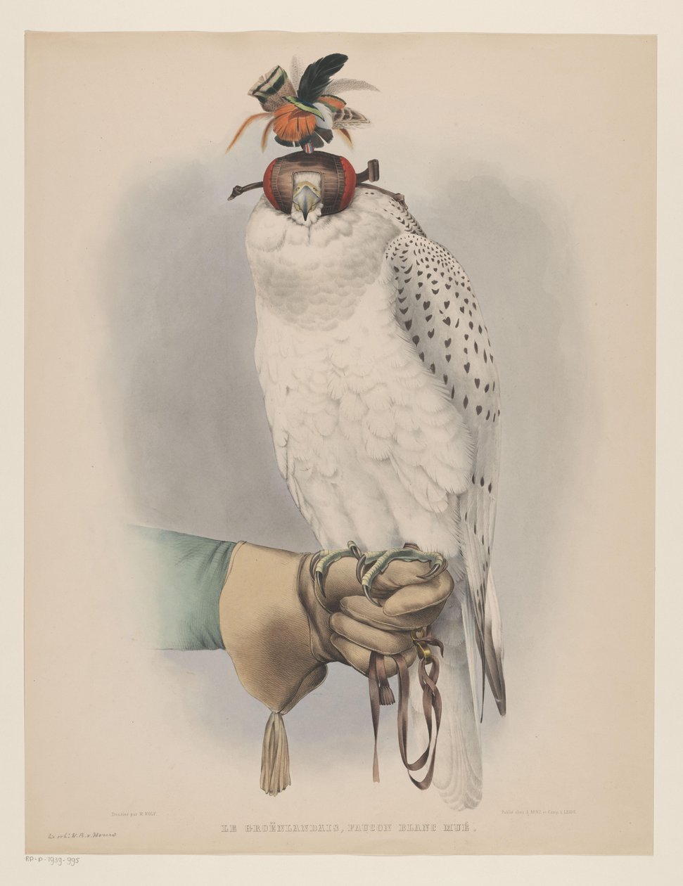 White Greenland Falcon by Willem Bastiaan van Wouw (possibly)