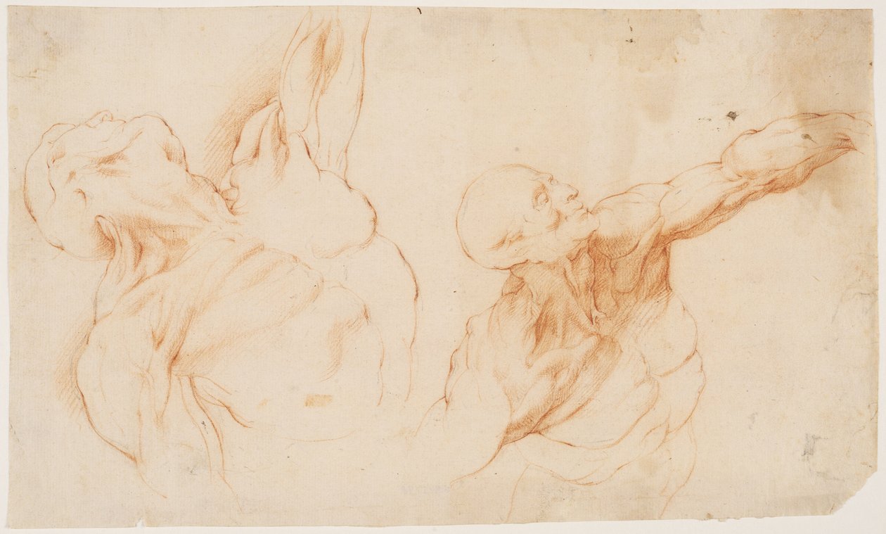 Two anatomical Studies (écorchés). Flayed torso of a man, his left arm ...