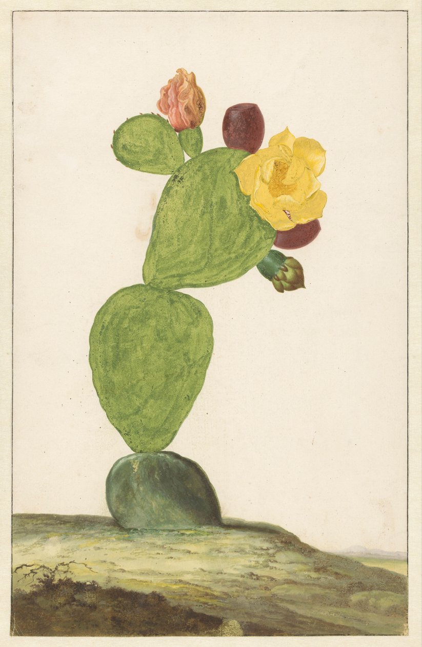 Prickly Pear in Bloom by Willem de Heer