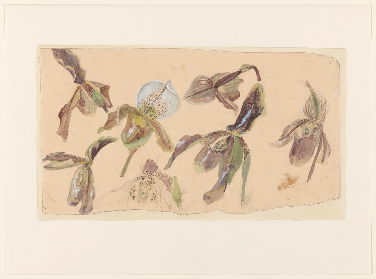 Seven Studies of Orchids by Willem van Konijnenburg