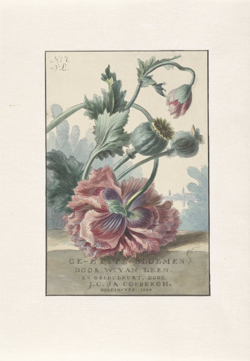 Poppies (Title print for: W. van Leen and J.C. & J.A. Coebergh, Etched Flowers, 1804) by Willem van Leen
