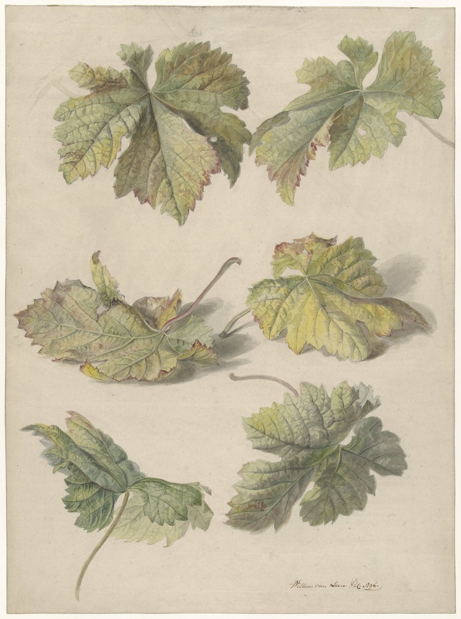 Studies of Vine Leaves by Willem van Leen