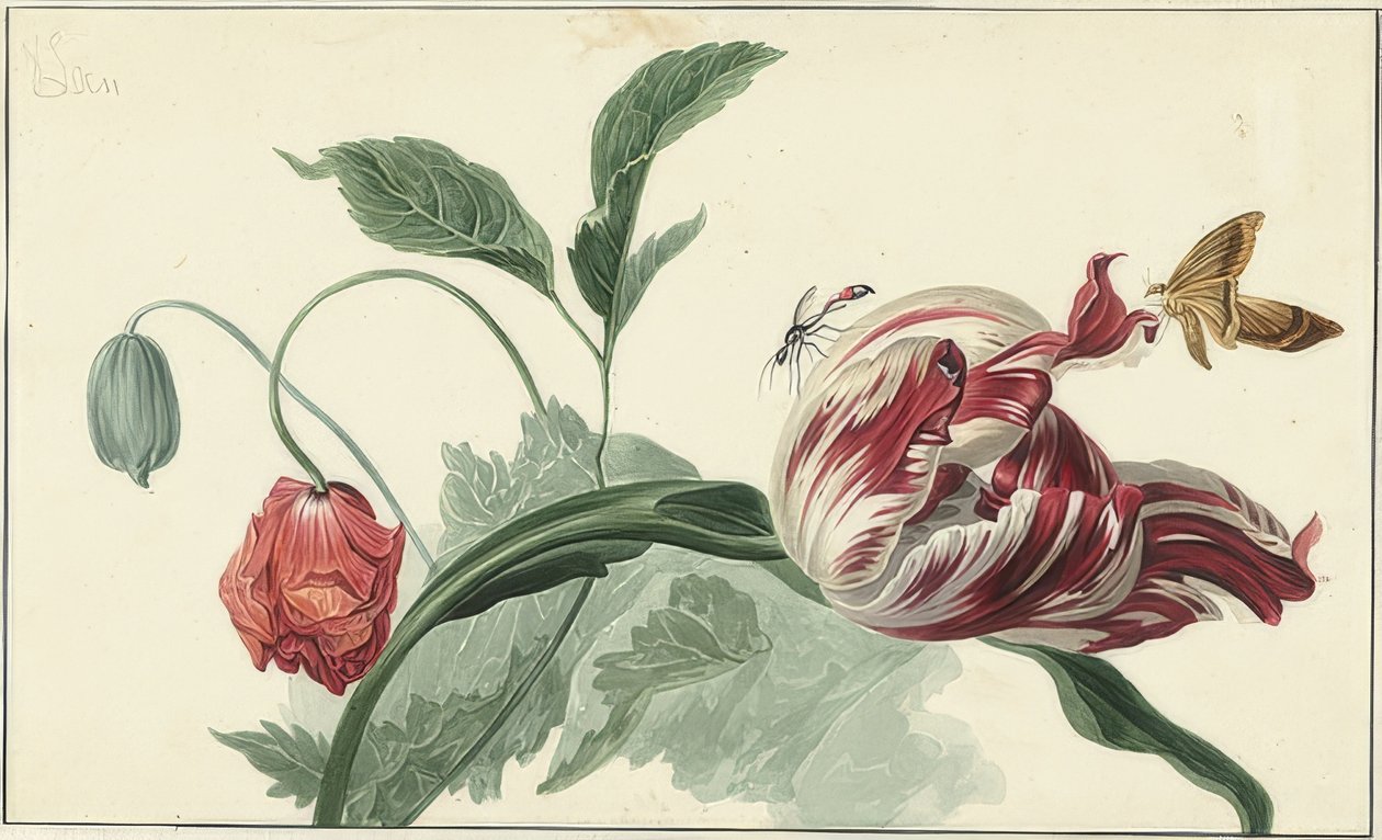 Tulip and Poppy by Willem van Leen