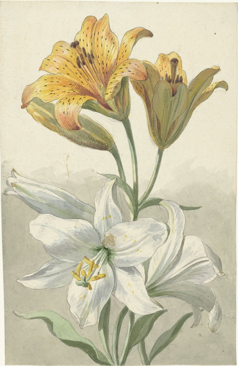 Yellow and White Lilies by Willem van Leen