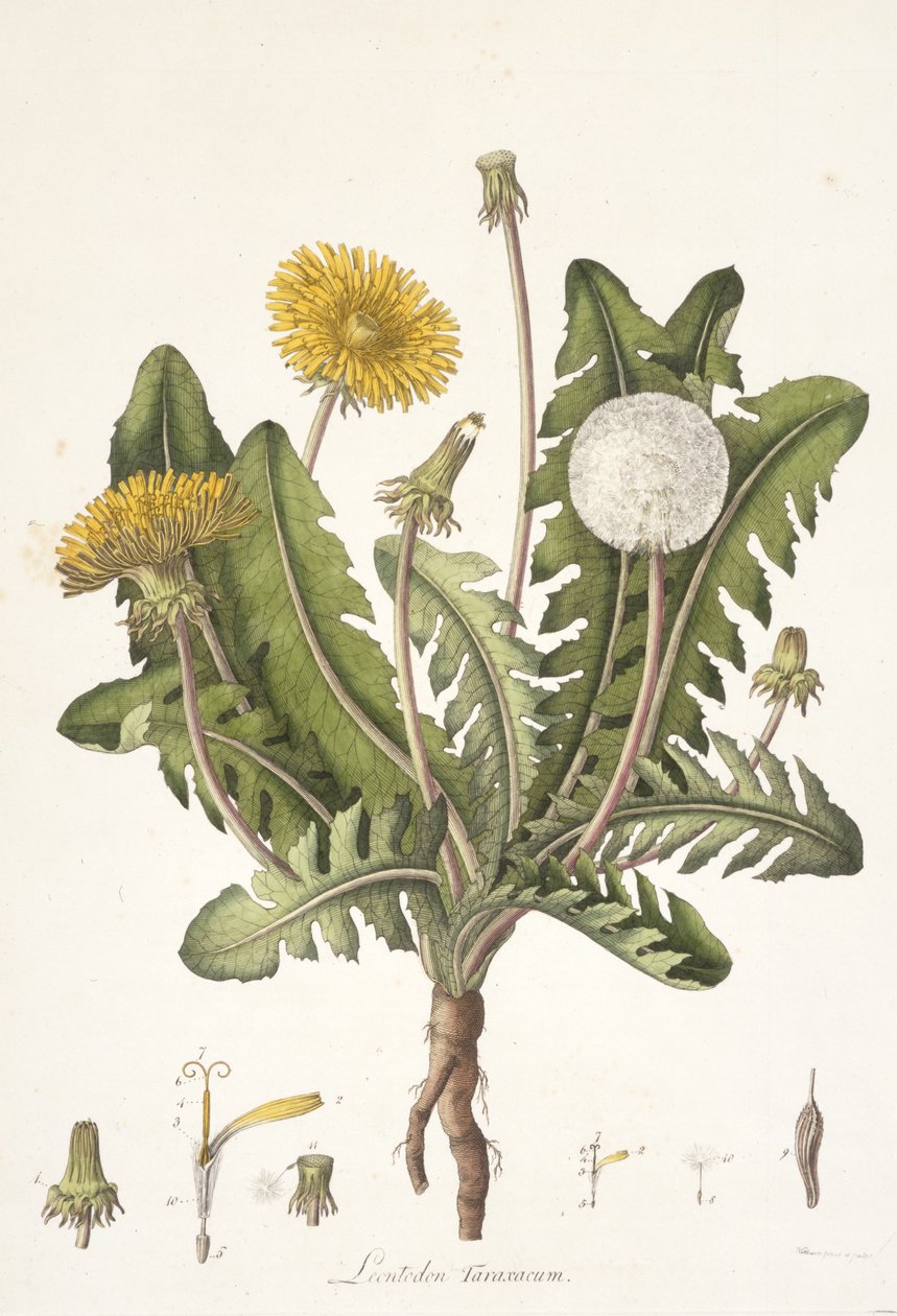 Leontoden Taraxacum from Flora Londinensis by William Curtis