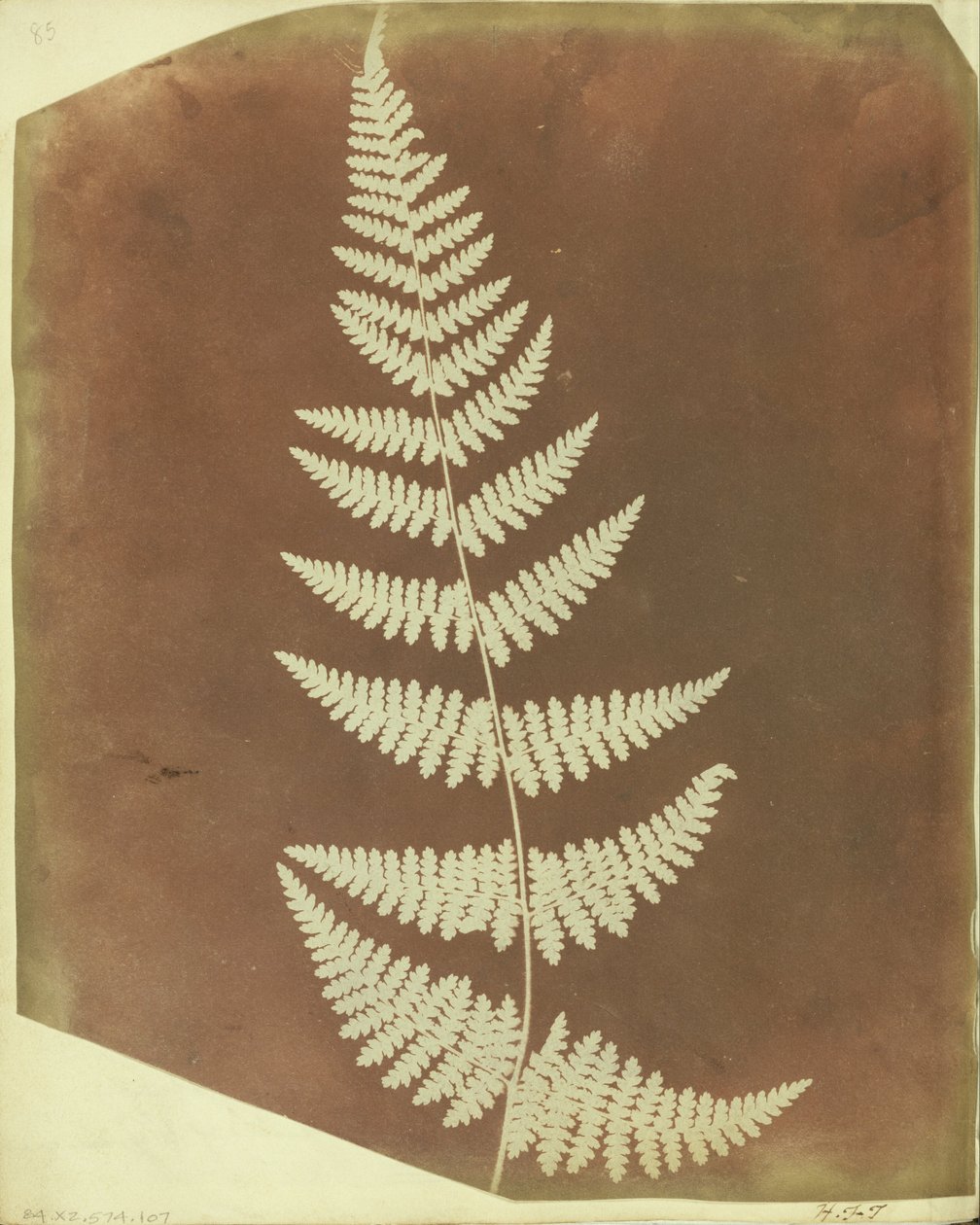 Buckler Fern by William Henry Fox Talbot