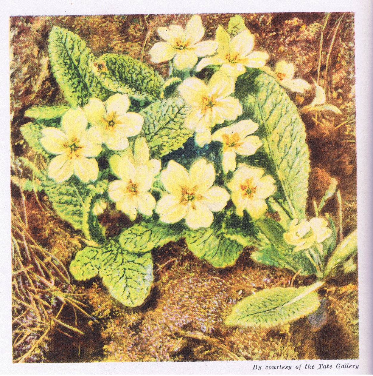 Primroses, Nature in Britain published by Collins by William Henry Hunt