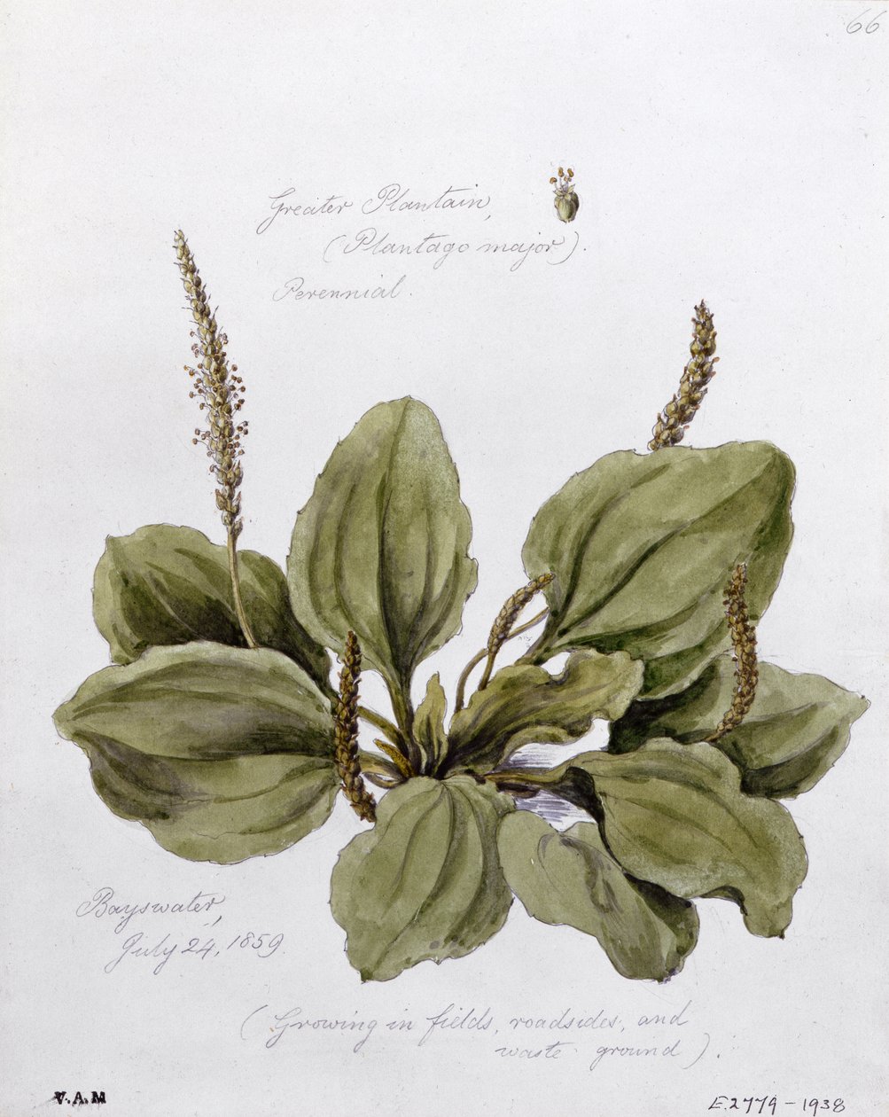 Greater Plantain, Painted at Bayswater, 24th July 1859 by William James Linton