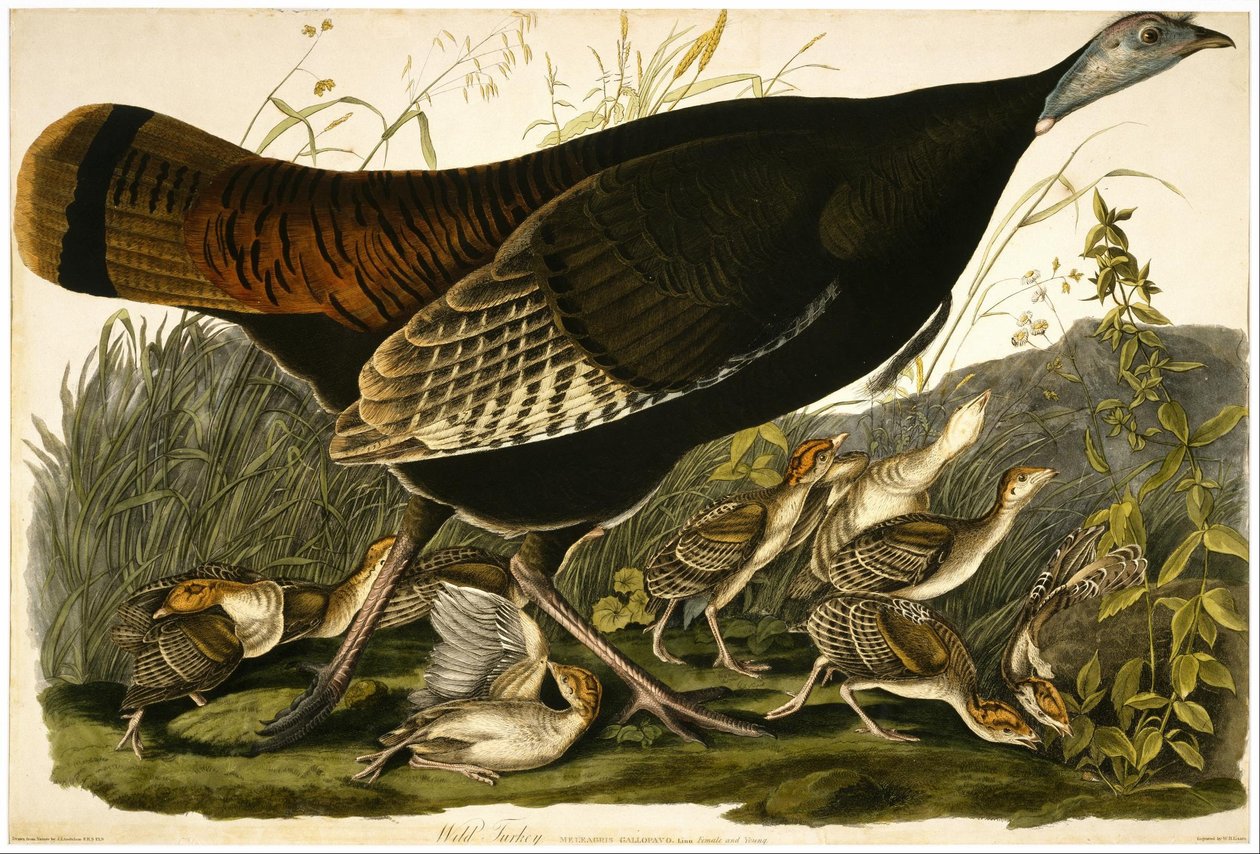 Wild Turkey by William Home Lizars