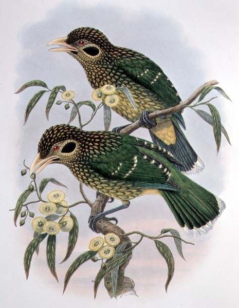 Spotted or Black-eared Catbird by M. Hart
