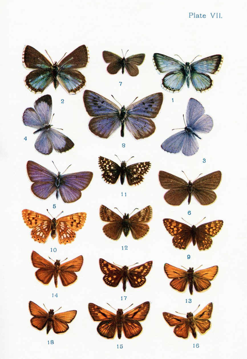 Different types of butterflies, illustration from the book Butterflies, Moths and Other Insects and Creatures of the Countryside, published 1927 by William Samuel Furneaux