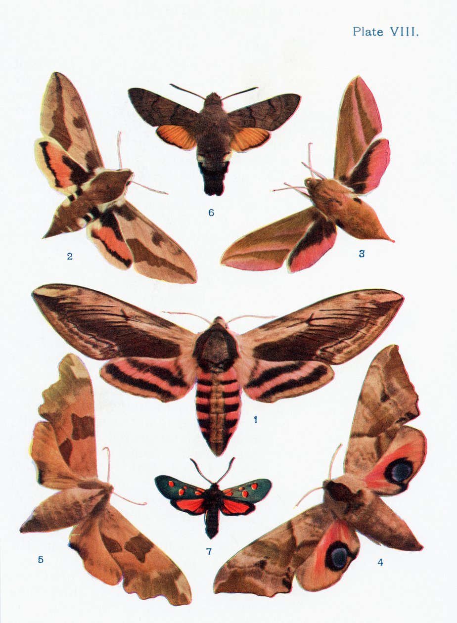 Different types of moths, illustration from the book Butterflies, Moths and Other Insects and Creatures of the Countryside, published 1927 by William Samuel Furneaux