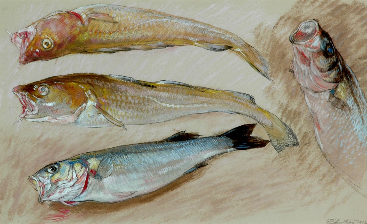 Study of Four Fishes for 