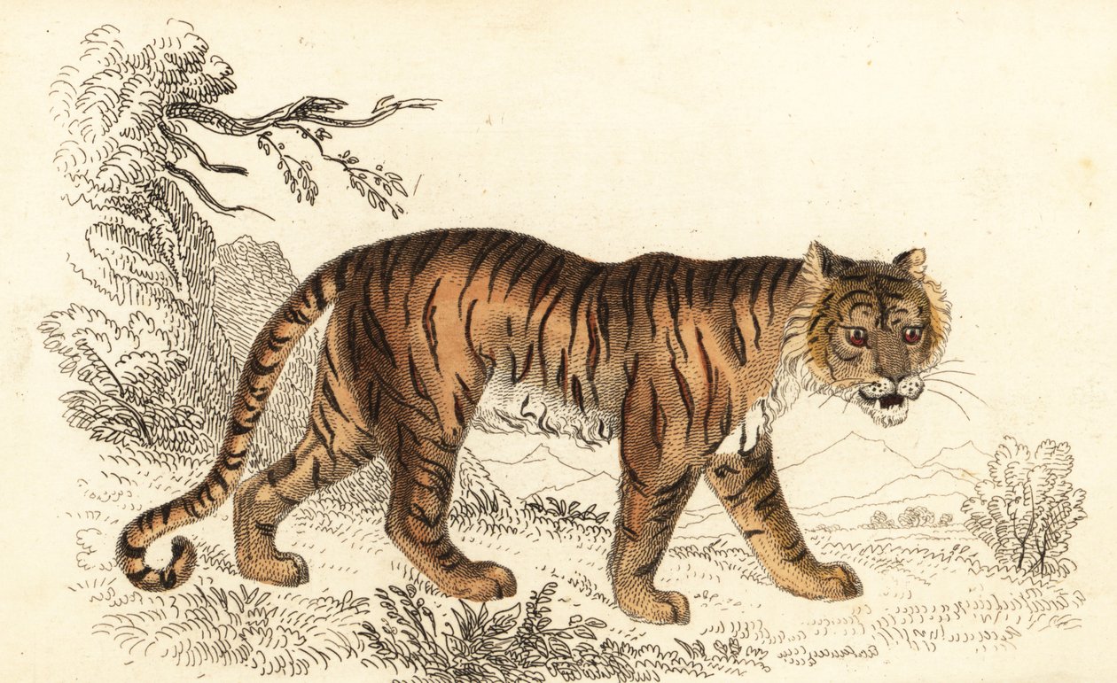 Bengal tiger, Panthera tigris tigris (engraving) by William Alexander Forbes