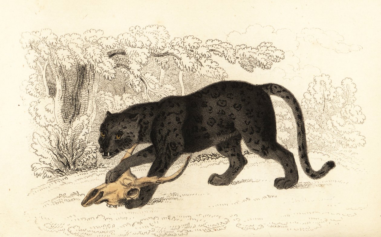 Black Jaguar, Panthera Pardus, 1834 (engraving) by William Alexander Forbes