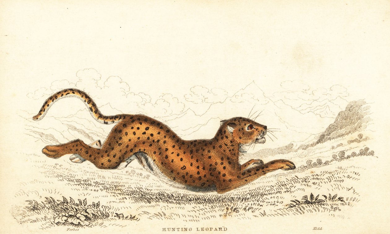 Cheetah, Acinonyx jubatus, 1834 (engraving) by William Alexander Forbes