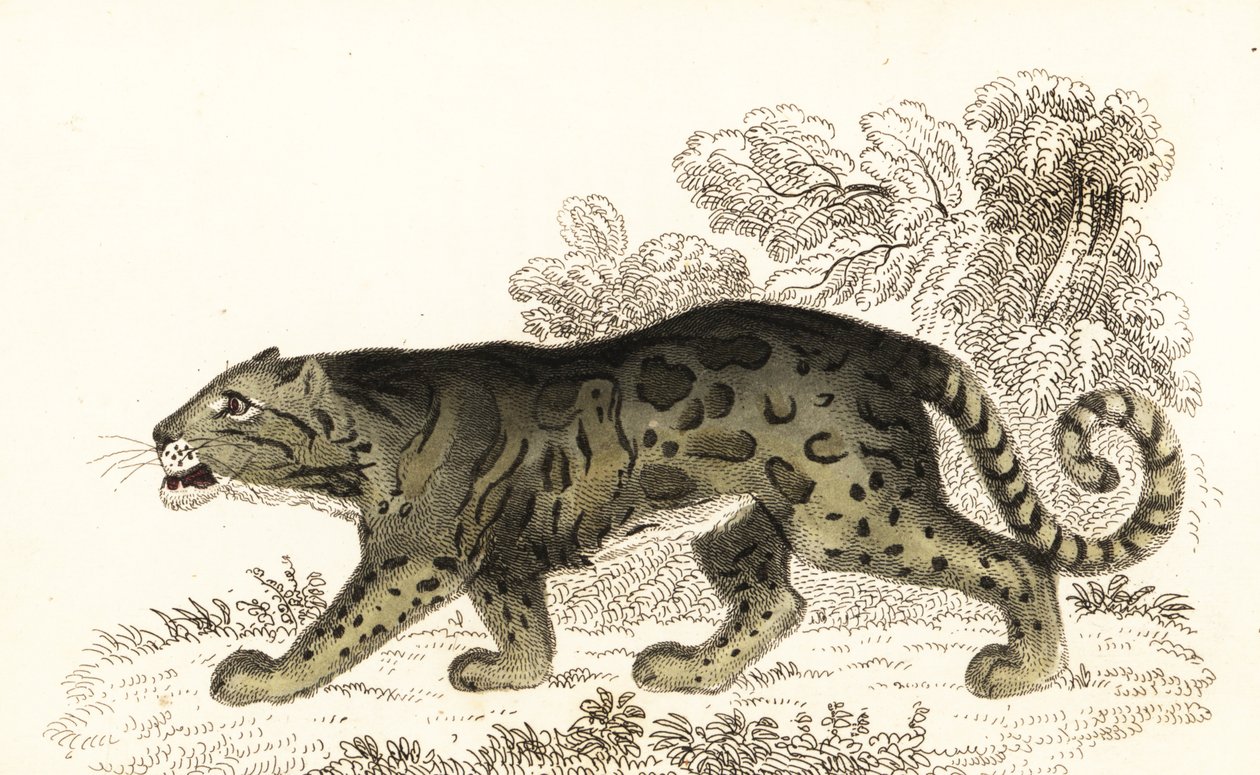 Clouded Leopard, Neofelis nebulosa (engraving) by William Alexander Forbes