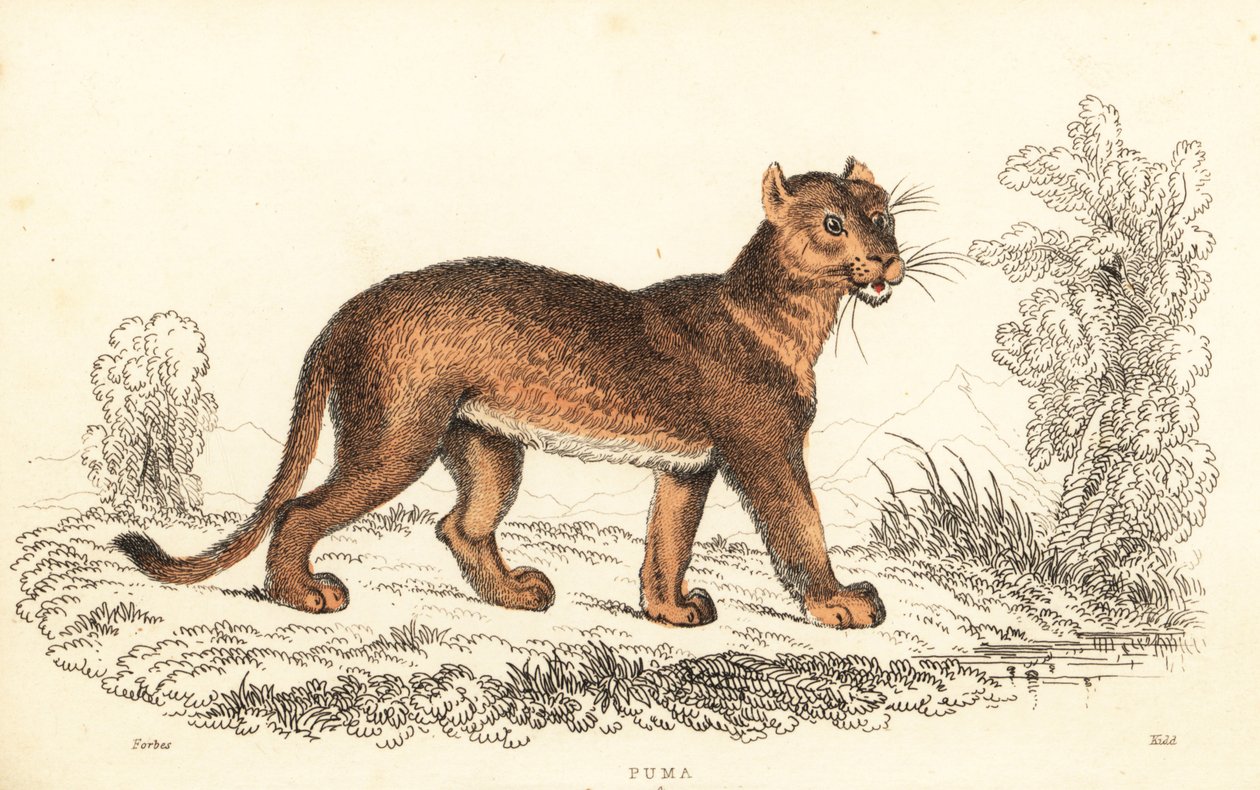 Cougar, Puma concolor, 1834 (engraving) by William Alexander Forbes