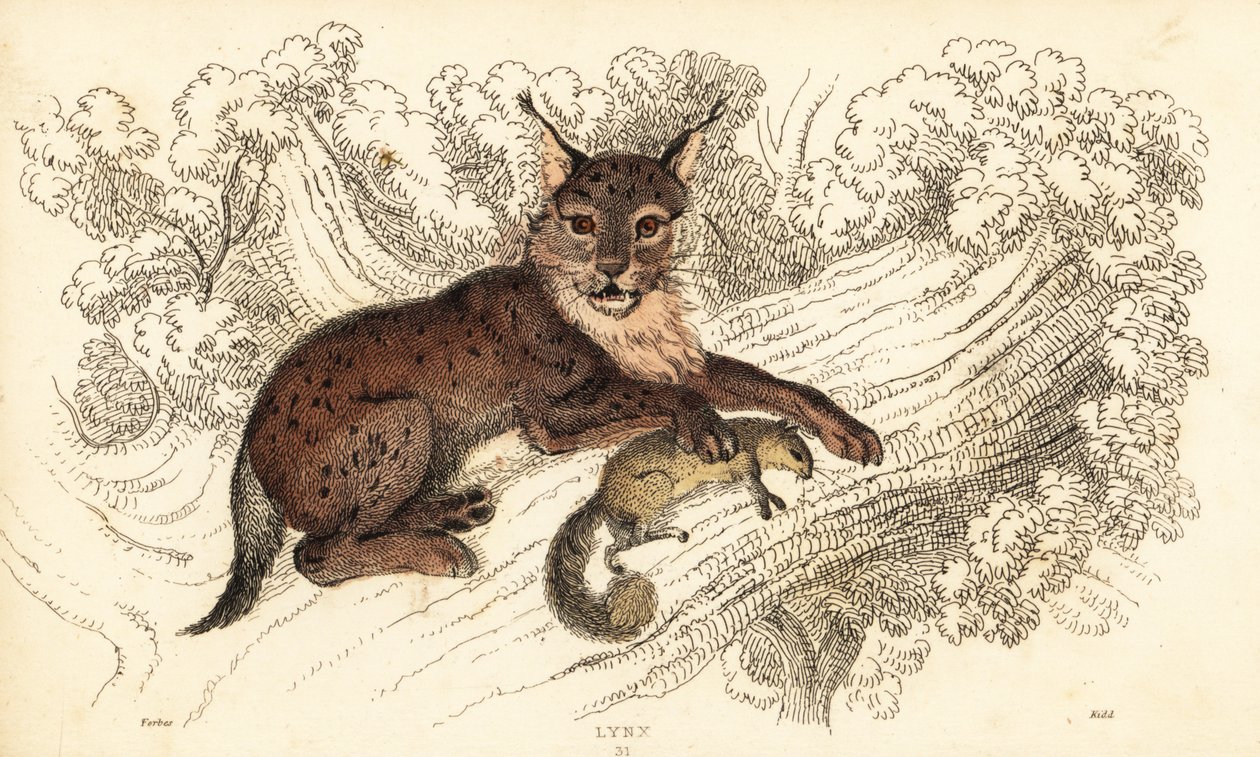 Eurasian Lynx, Lynx lynx (engraving) by William Alexander Forbes