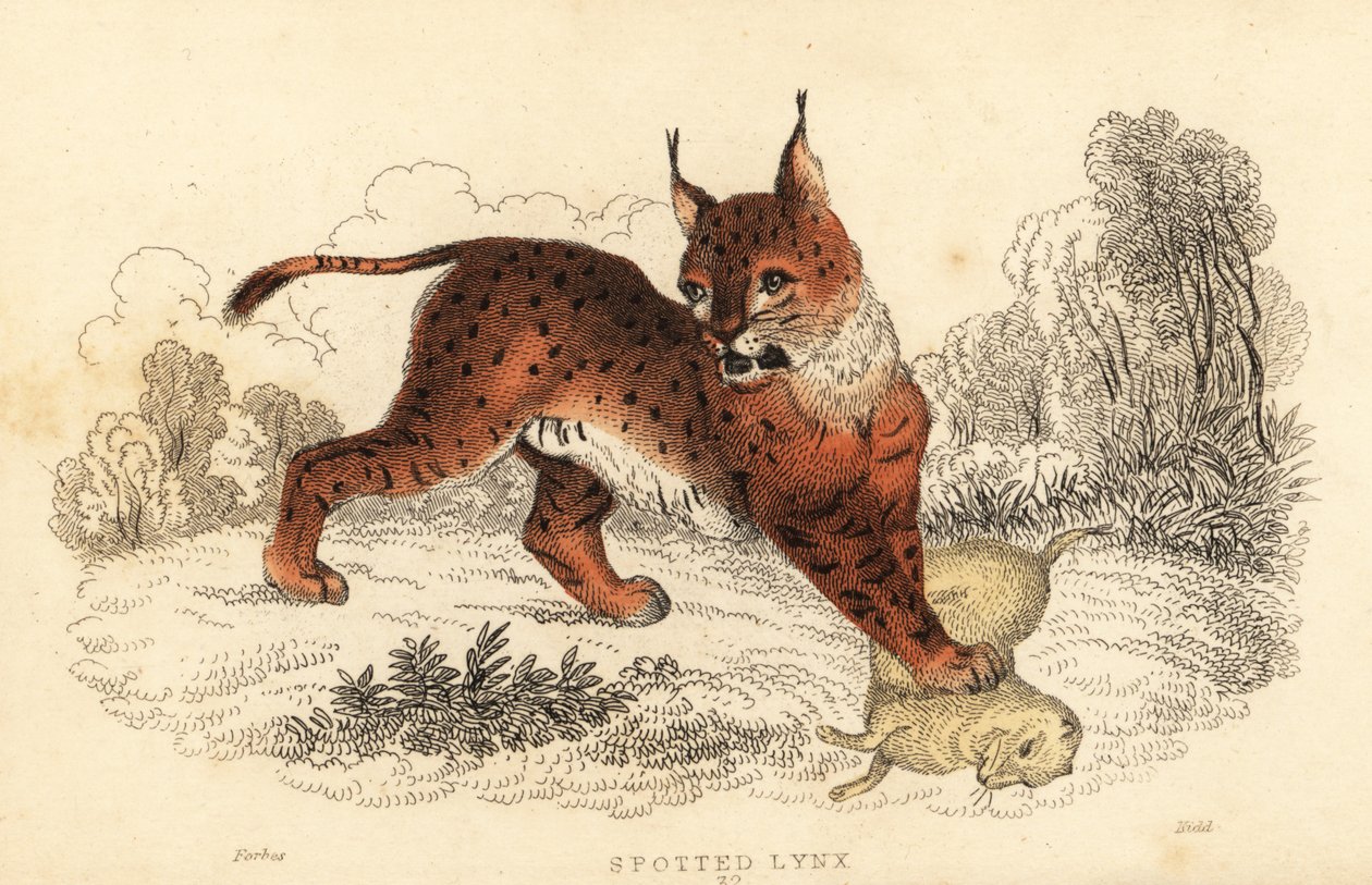 Eurasian lynx, Lynx lynx (engraving) by William Alexander Forbes