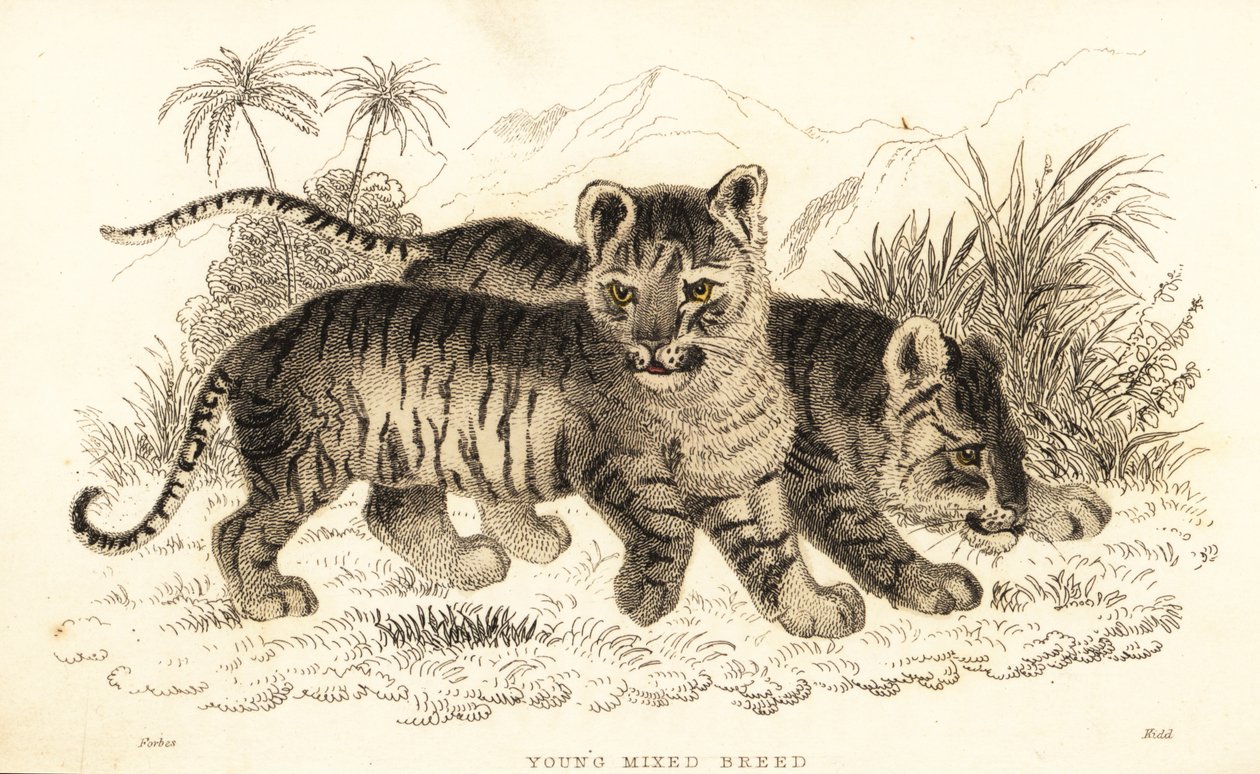 Hybrid lion and tiger cubs, 1834 (engraving) by William Alexander Forbes