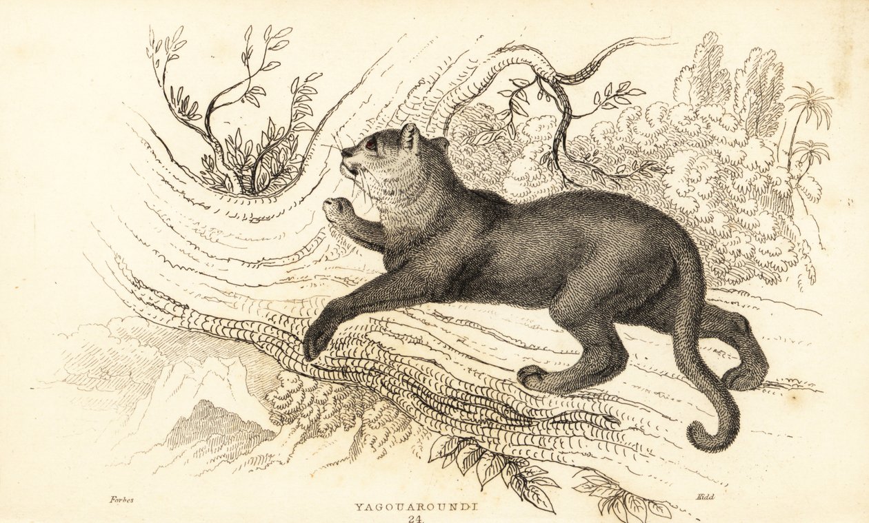 Jaguarundi, Puma Yagouaroundi, 1834 (engraving) by William Alexander Forbes