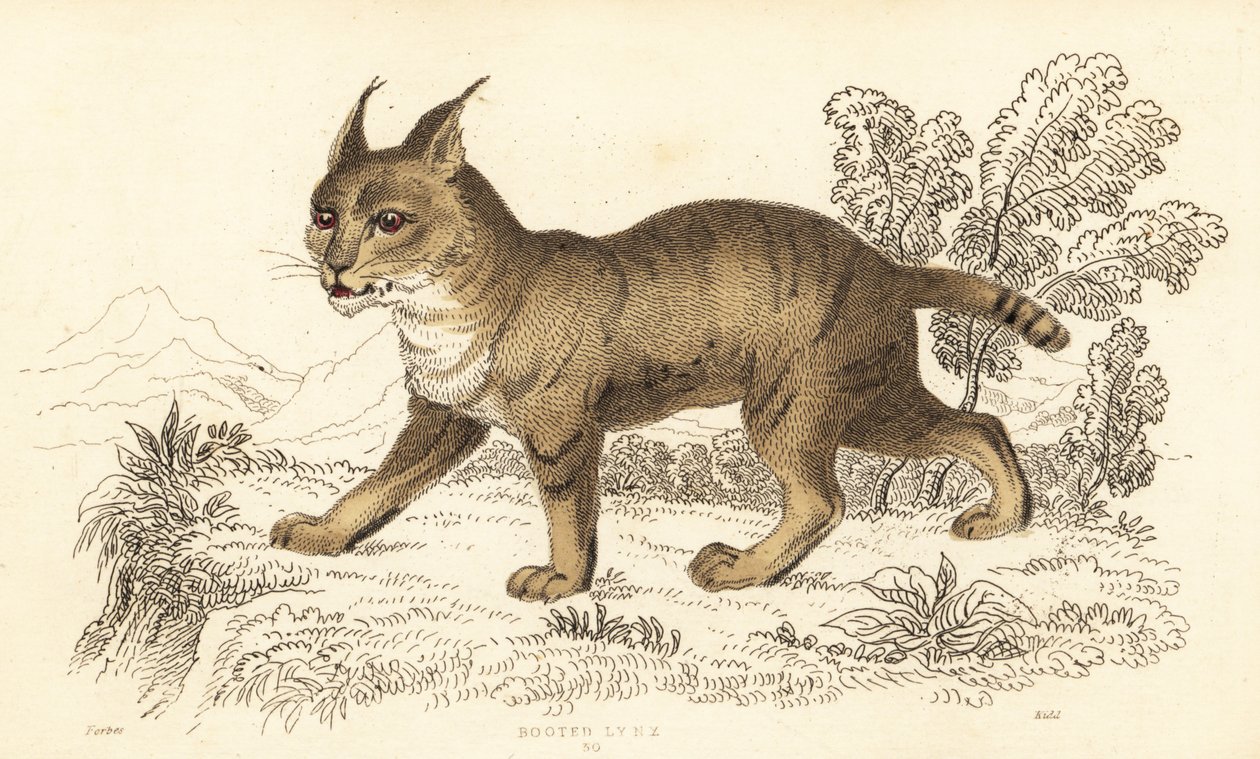 Jungle Cat, Felis Chaus, 1834 (engraving) by William Alexander Forbes