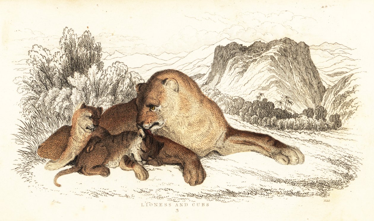 Lioness and cubs, Panthera leo, 1834 (engraving) by William Alexander Forbes