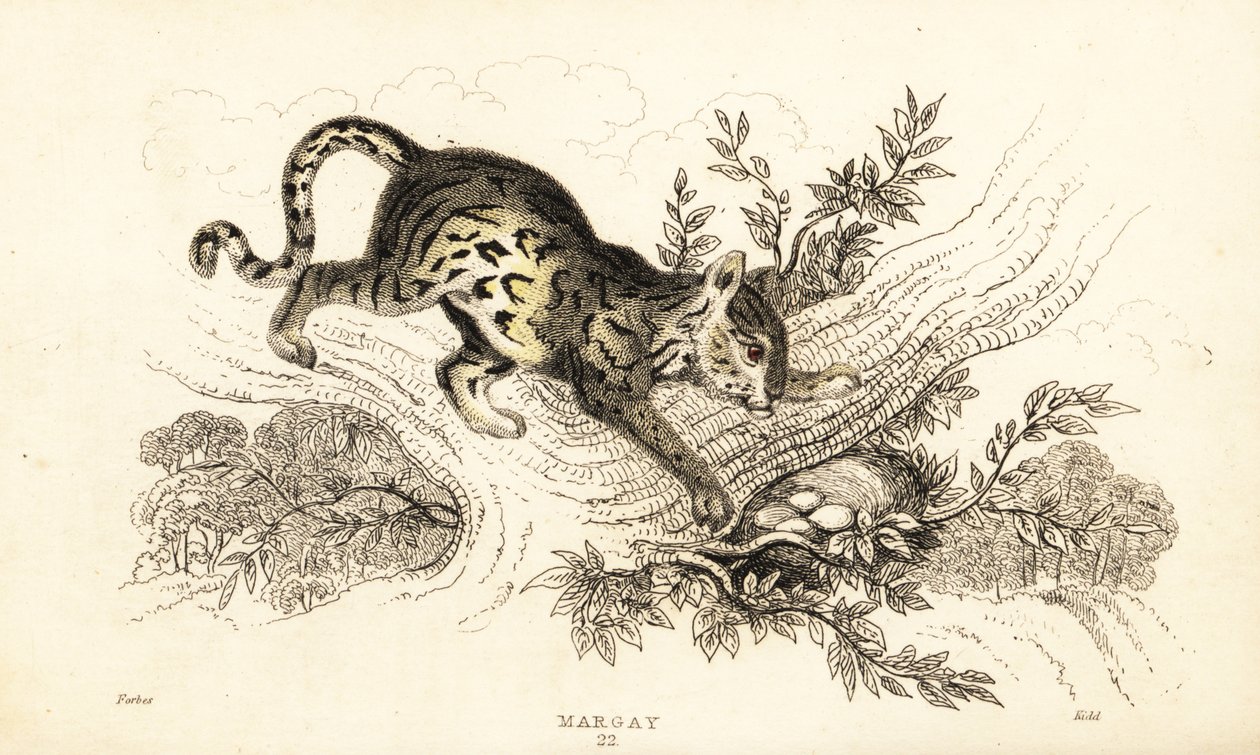 Margay, Leopardus wiedii (engraving) by William Alexander Forbes