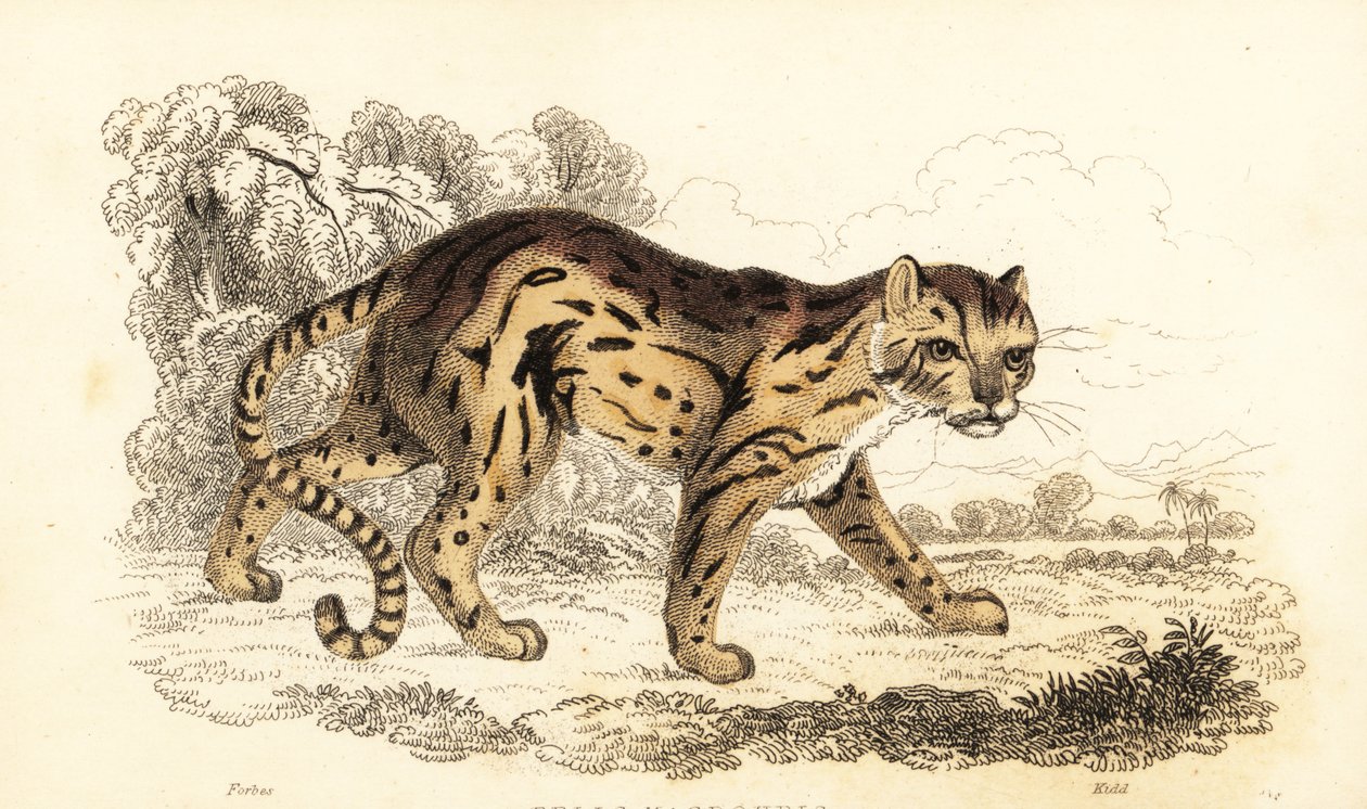 Margay, Leopardus Wiedii, 1834 (engraving) by William Alexander Forbes