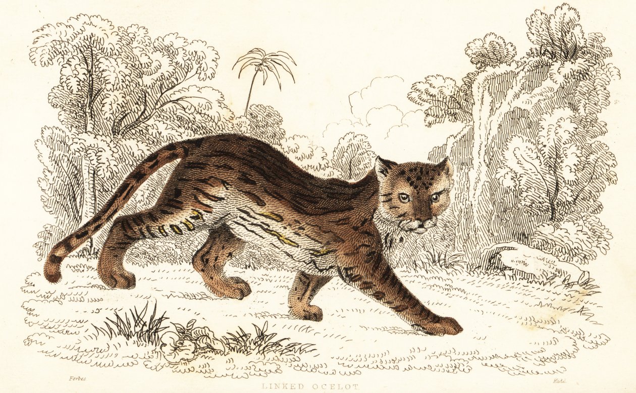 Margay, Leopardus wiedii catenata (engraving) by William Alexander Forbes