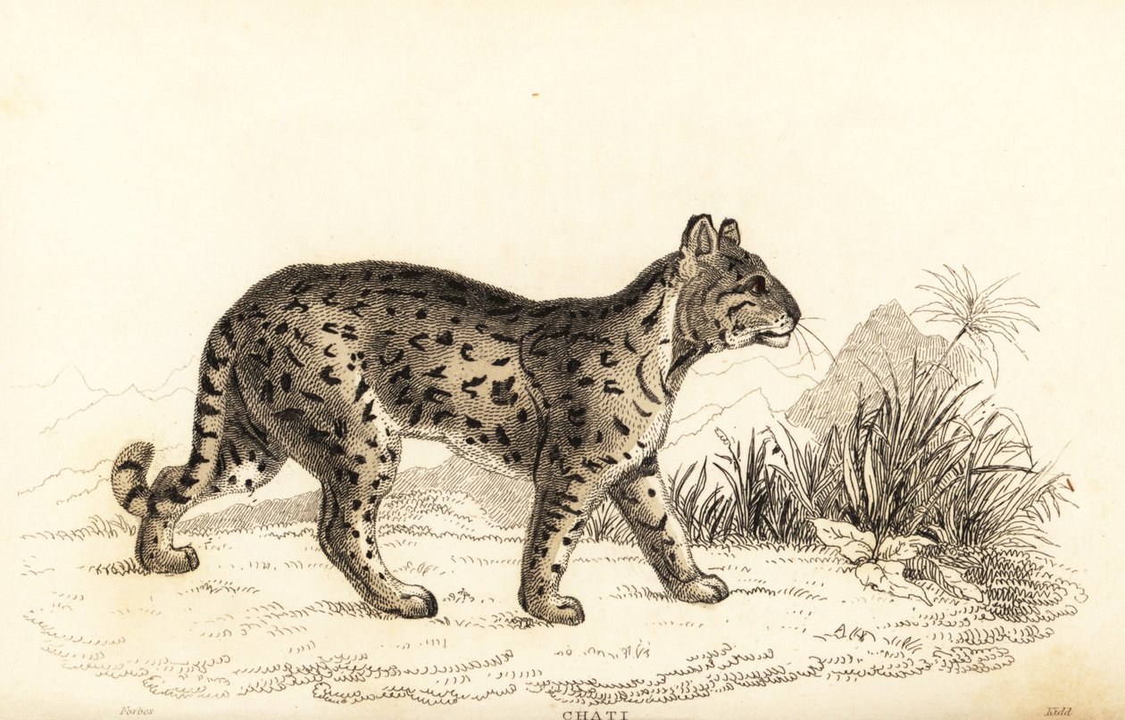 Ocelot, Leopardus pardalis mitis, 1834 (engraving) by William Alexander Forbes