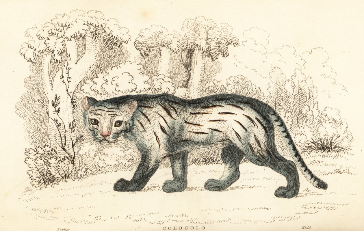 Pampas Cat or Pantanal, Leopardus Colocola, 1834 (engraving) by William Alexander Forbes